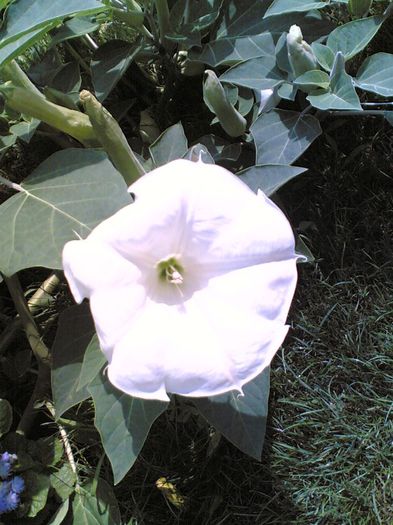 11082007(002) - Datura Meteloides