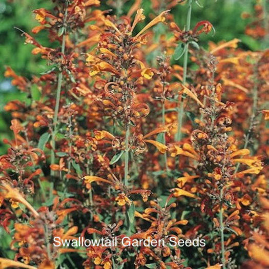 agastache_apricot_sprite_pop-up