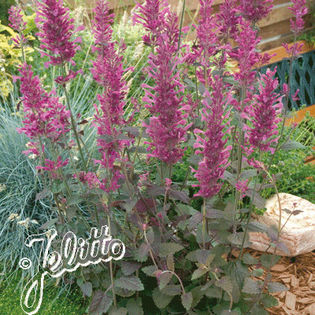 agastache_bolero_pop-up
