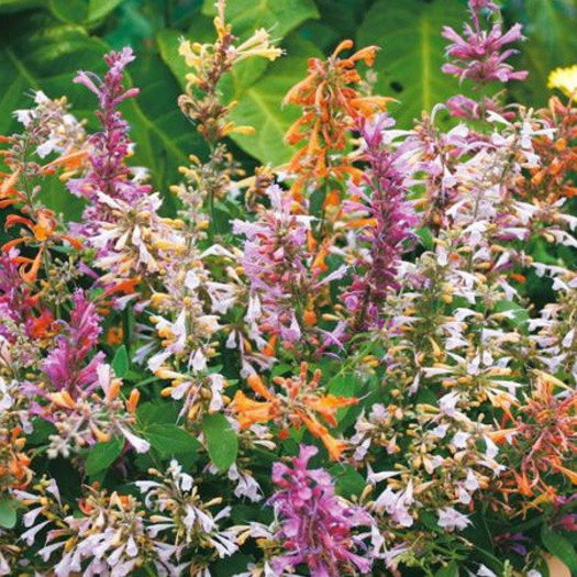 agastache_fragrant_delight_pop-up
