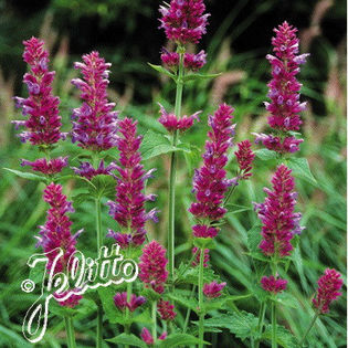 agastache_globetrotter_pop-up