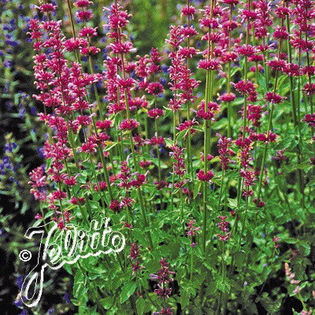agastache_pink_pop_pop-up