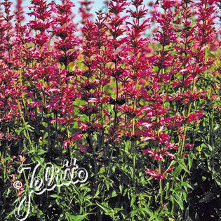 agastache_sangria_pop-up