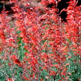 agastache-rupestris-apache-sunset-seeds-