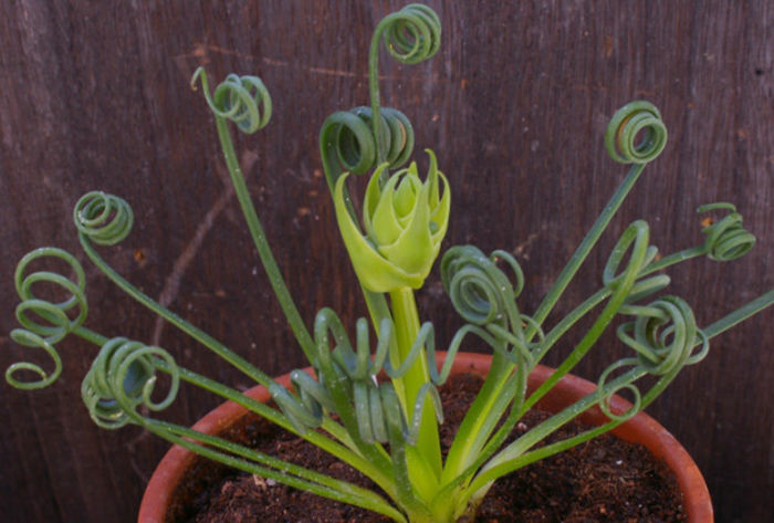 albuca-spiralis1