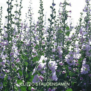 alcea_pallida_pop-up - imi doresc pt 2014-2016