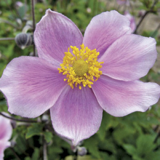 anemone_pink_saucer_3