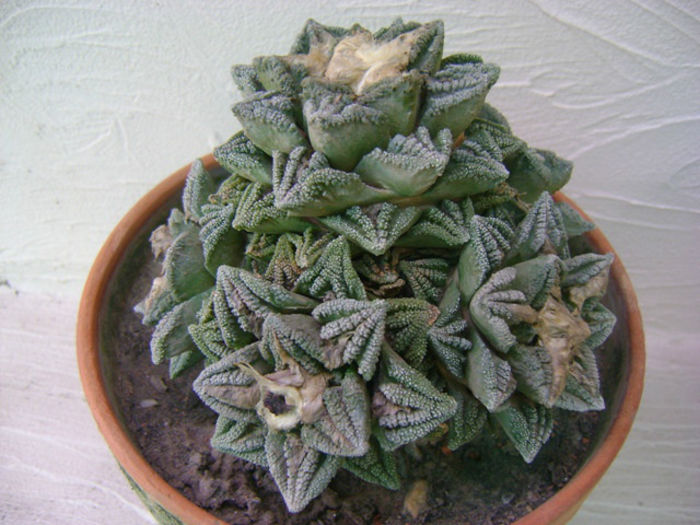 ariocarpus-fissuratus