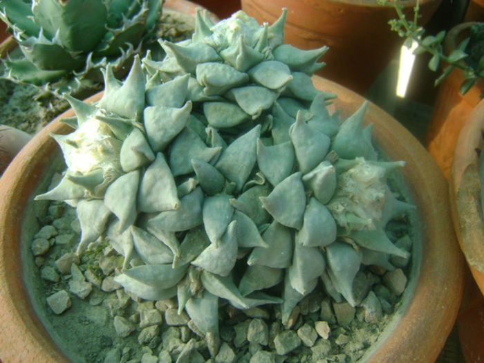 ariocarpus-retusus-plant