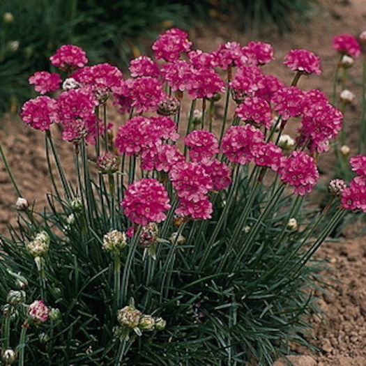 armeria_laucheana_3