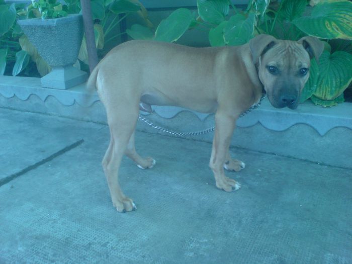 DSC03137 - A Pitbull Amstaff - zeus