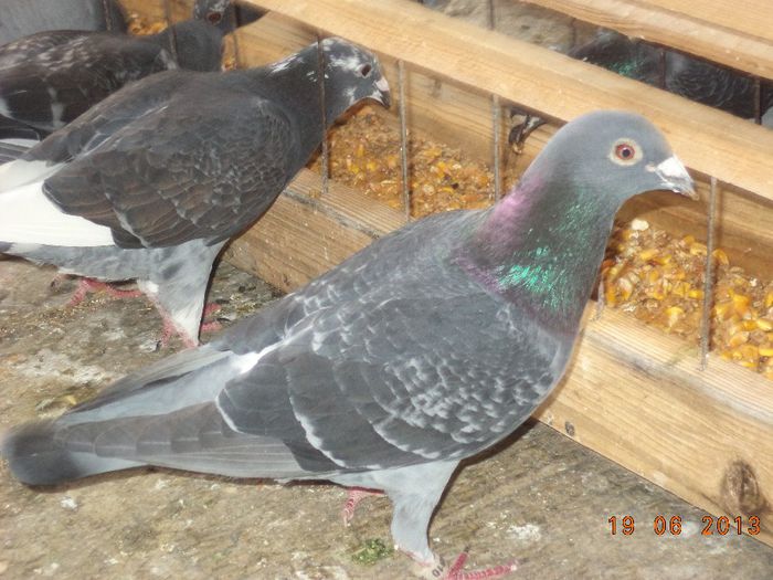 DSC01863 - Diverse poze