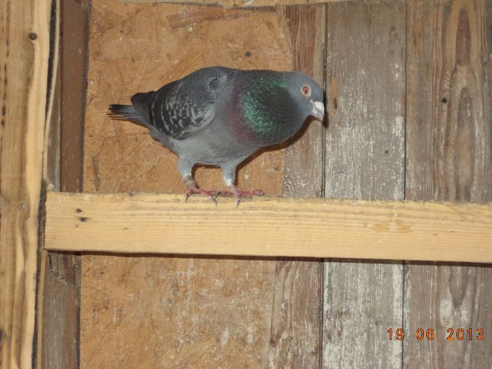 DSC01866 - Diverse poze