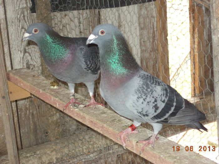 DSC01867 - Diverse poze