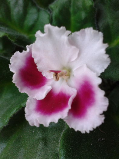 Rhapsody Anika a 6 a inflorire