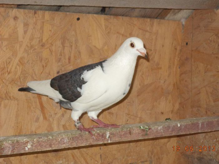 DSC01908 - Diverse poze