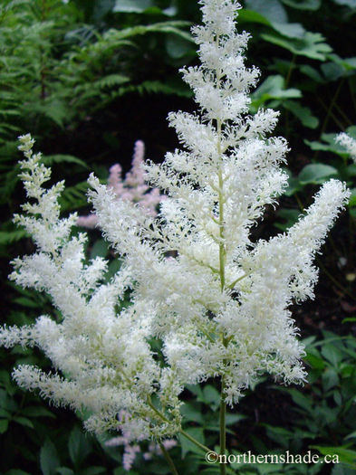 astilbe-arendsii-diamont-diamond-with-white-flower-plumes