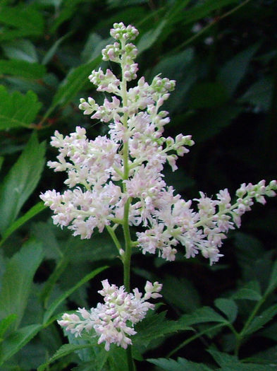 astilbe-europa-closeup