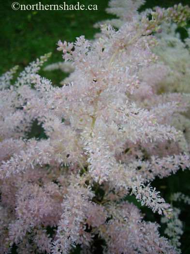 astilbe-younique-silvery-pink-fluffy-pink-flowers