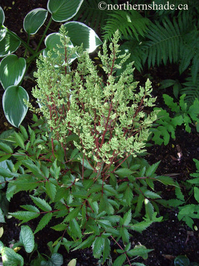 astilbe-younique-white-and-hosta-francee