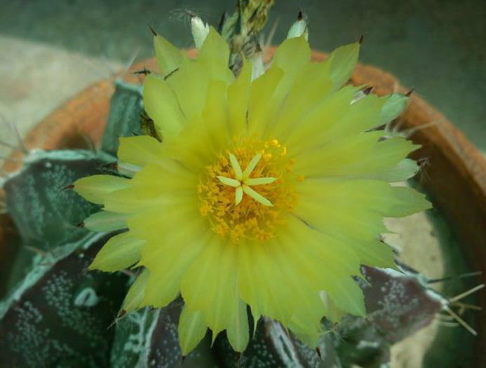 Astrophytum-Capricorne-Yellow-Flower - imi doresc pt 2014-2016