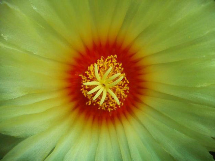 Astrophytum-Senile-Flower - imi doresc pt 2014-2016