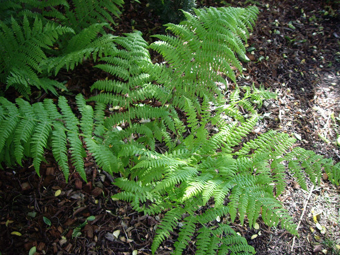 athyrium-filix-femina