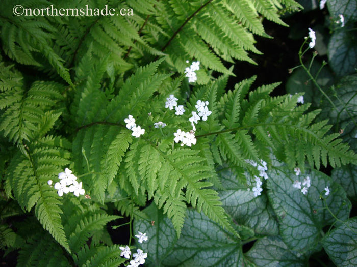 Athyrium-filix-femina-and-Brunnera-macrophylla-Mr-Morse