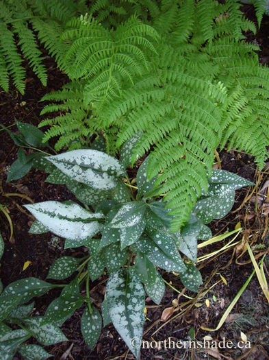 Athyrium-filix-femina-and-Pulmonaria-Majeste