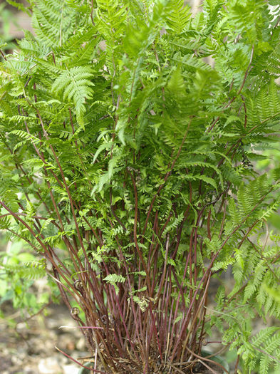 athyrium-filix-femina-lady-in-red