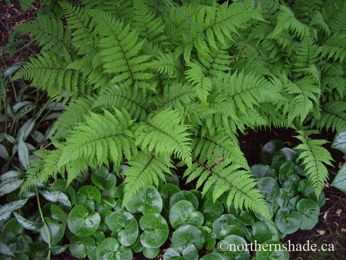 Athyrium-filix-femina-Lady-in-Red-and-Asarum-europaeum