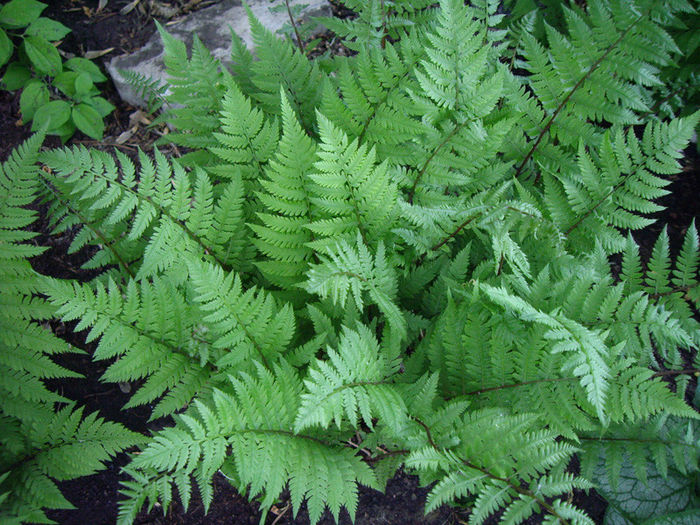 athyrium-filix-femina-lady-in-red-full-fronds - imi doresc pt 2014-2016