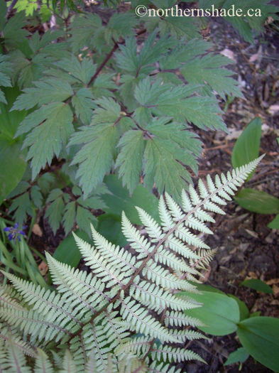 Athyrium-Ghost-and-Actaea - imi doresc pt 2014-2016