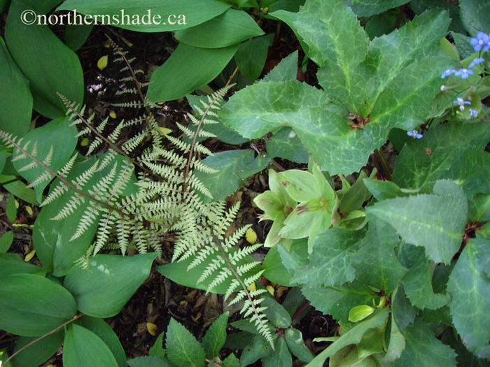 Athyrium-Ghost-fern-and-Helleborus-Ivory-Prince - imi doresc pt 2014-2016