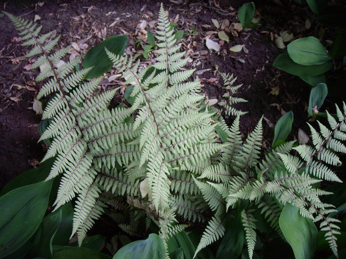 athyrium-x-ghost-june