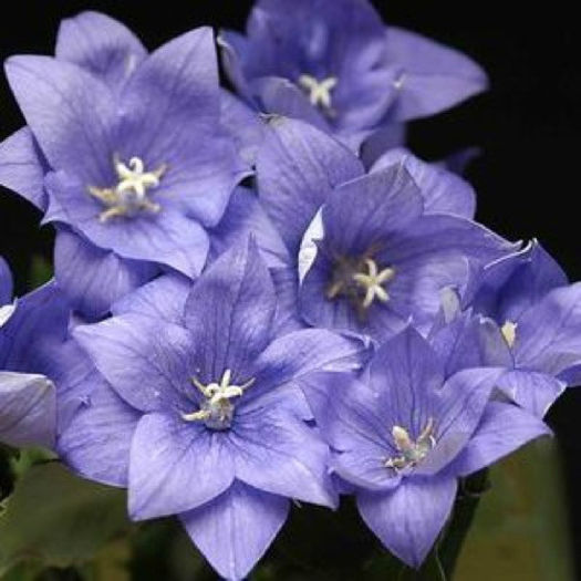 balloon_flower_astra_semi_double_blue_pop-up