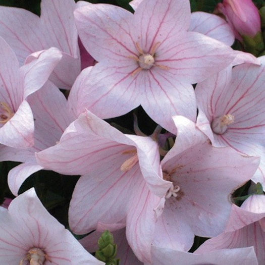 balloon_flower_fuji_pink_pop-up - 2014-2016 dorinte o parte iar cealalta de vizionat