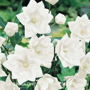 balloon_flower_hakone_double_white_pop-up