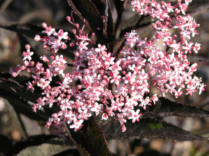 Black_Beauty_Elderberry,_Sambucus_nigra_ - 2014-2016 dorinte o parte iar cealalta de vizionat