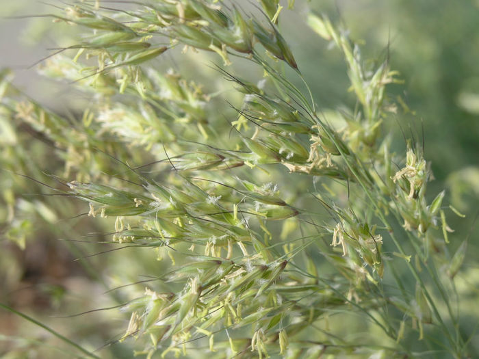 Blue_Oat_Grass_CU,_Helictotrichon_sempervirens_May_2005 - 2014-2016 dorinte o parte iar cealalta de vizionat