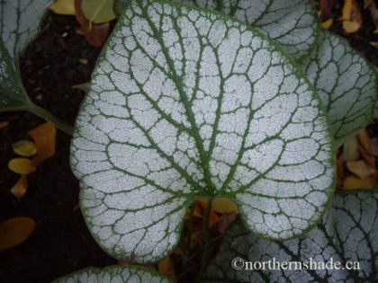 brunnera-macrophylla-jack-frost-leaf-detail-in-october-400x300 - 2014-2016 dorinte o parte iar cealalta de vizionat