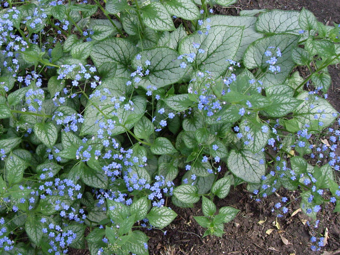 brunnera-macrophylla-jack-frost-silver-leaves - 2014-2016 dorinte o parte iar cealalta de vizionat