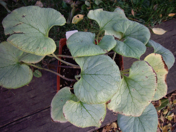 brunnera-macrophylla-looking-glass - 2014-2016 dorinte o parte iar cealalta de vizionat