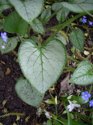 brunnera-macrophylla-looking-glass-leaf-closeup