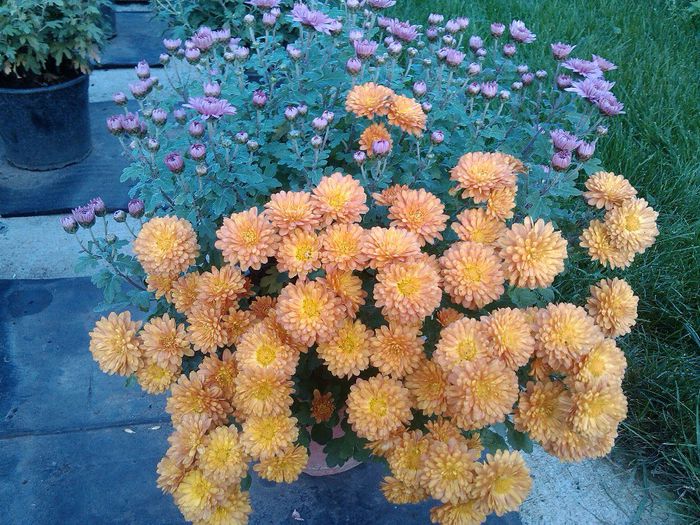 IMG_20121023_174257 - Crizanteme mix