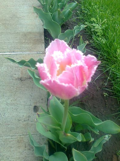 fotografie0083 - Copy - Copy