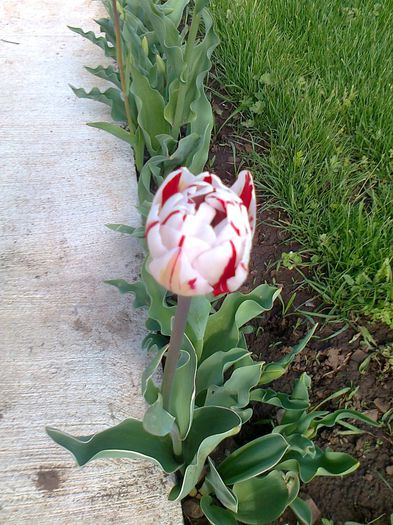 fotografie0089 - Copy - Copy