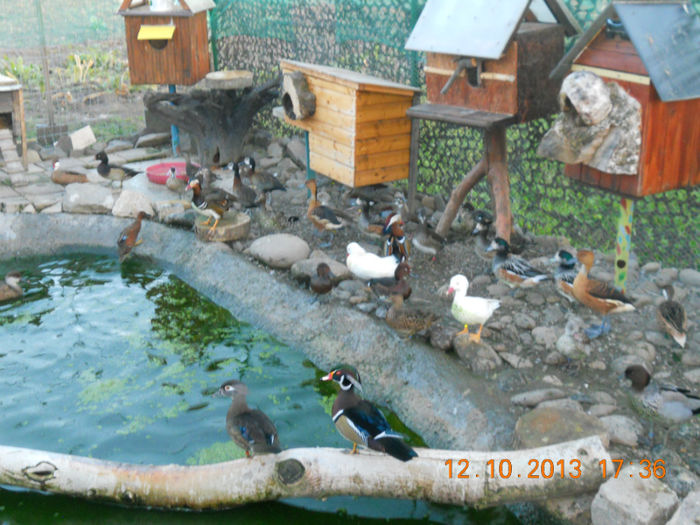 DSCN4821 - Pasari De Apa