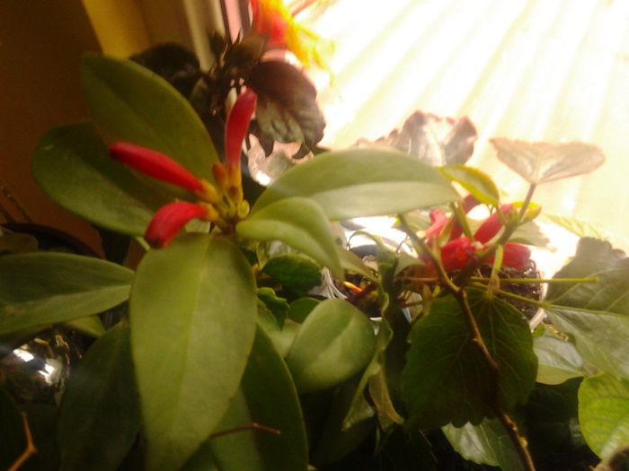  - Aeschinanthus speciosum