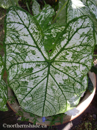 caladium-white-and-green-leaf-pattern